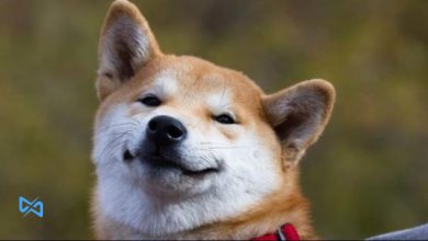 رشد 116 درصدی بیبی دوج کوین