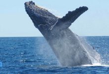 80 میلیون دلار چین لینک (Chain Link) توسط نهنگ‌ها جابه جا شد!