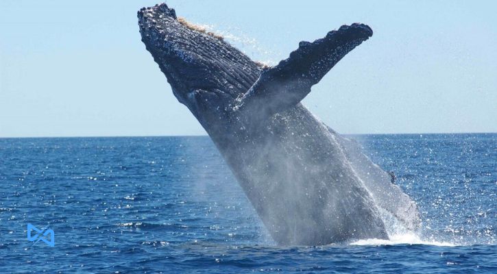 80 میلیون دلار چین لینک (Chain Link) توسط نهنگ‌ها جابه جا شد!